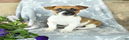 Jack Russell Terrier dogs for sale: Jack  - Ad 1