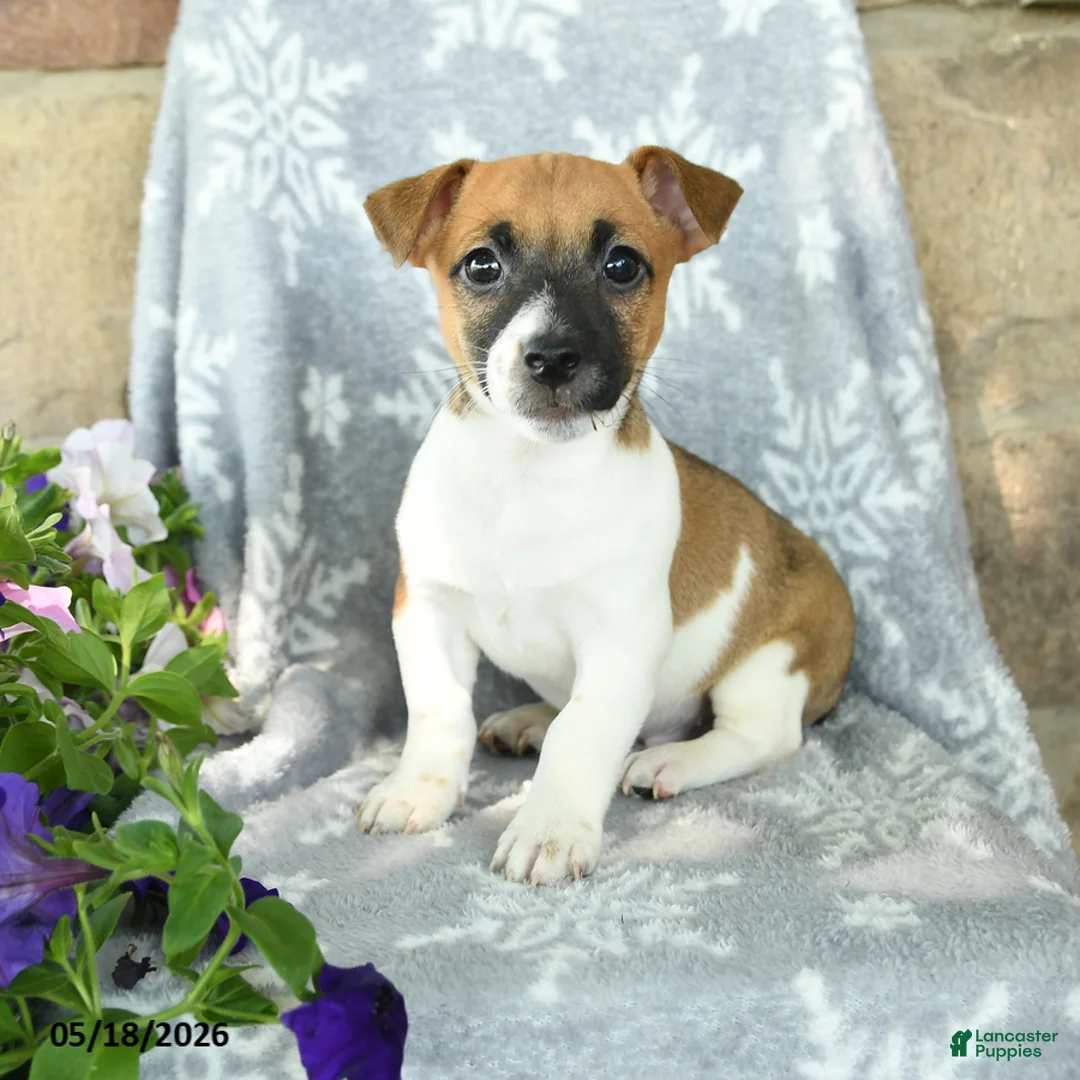 Jack Russell Terrier dogs for sale: Jack  - Ad 1