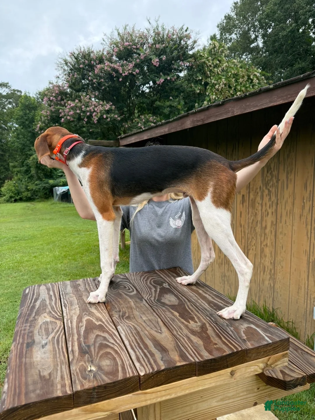 American Foxhound dogs for sale: Boone - Ad 3