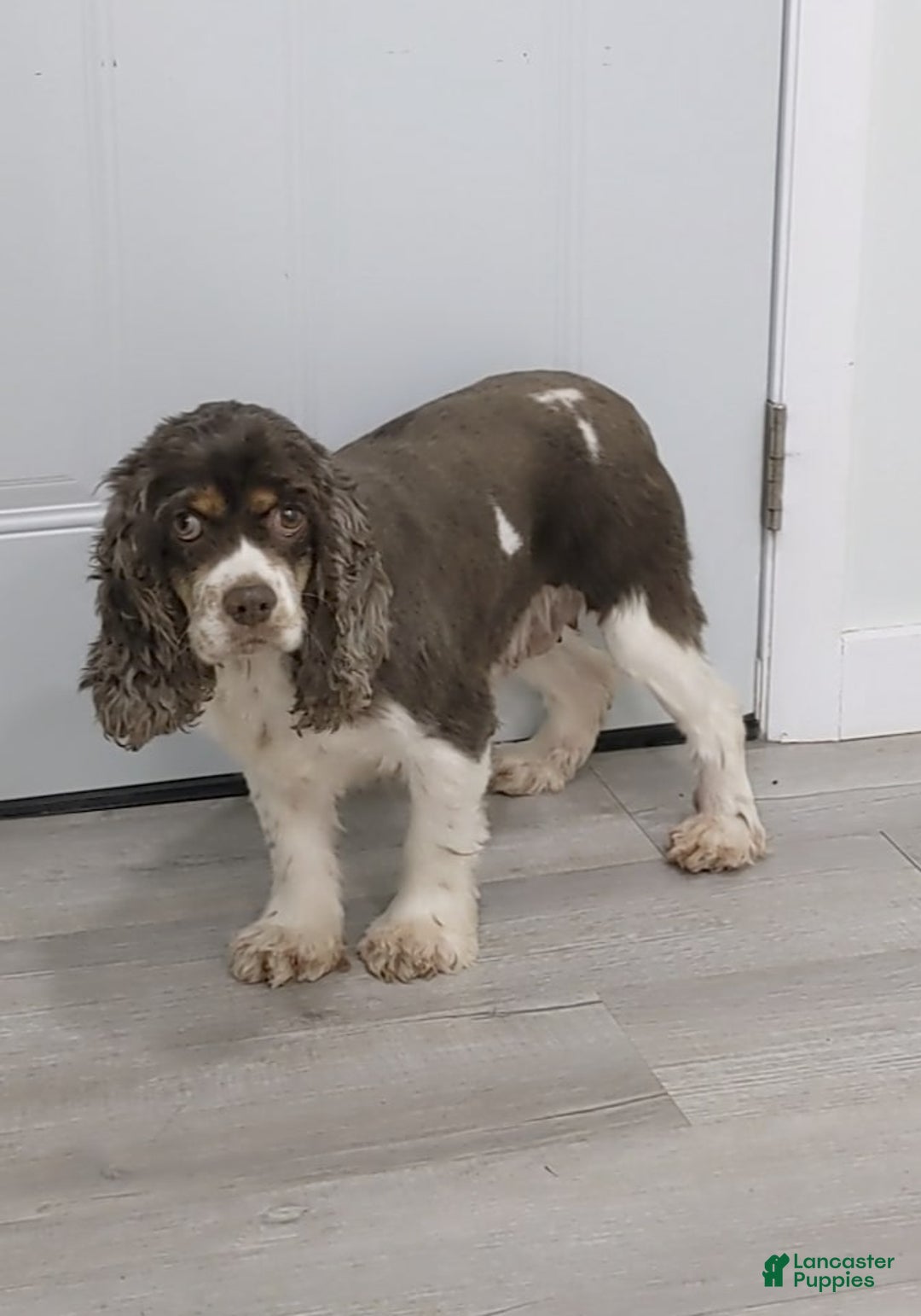 Cocker Spaniel dogs for sale: Jarvis - Ad 6