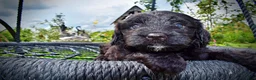 Havapoo dogs for sale: Webster - Ad 3