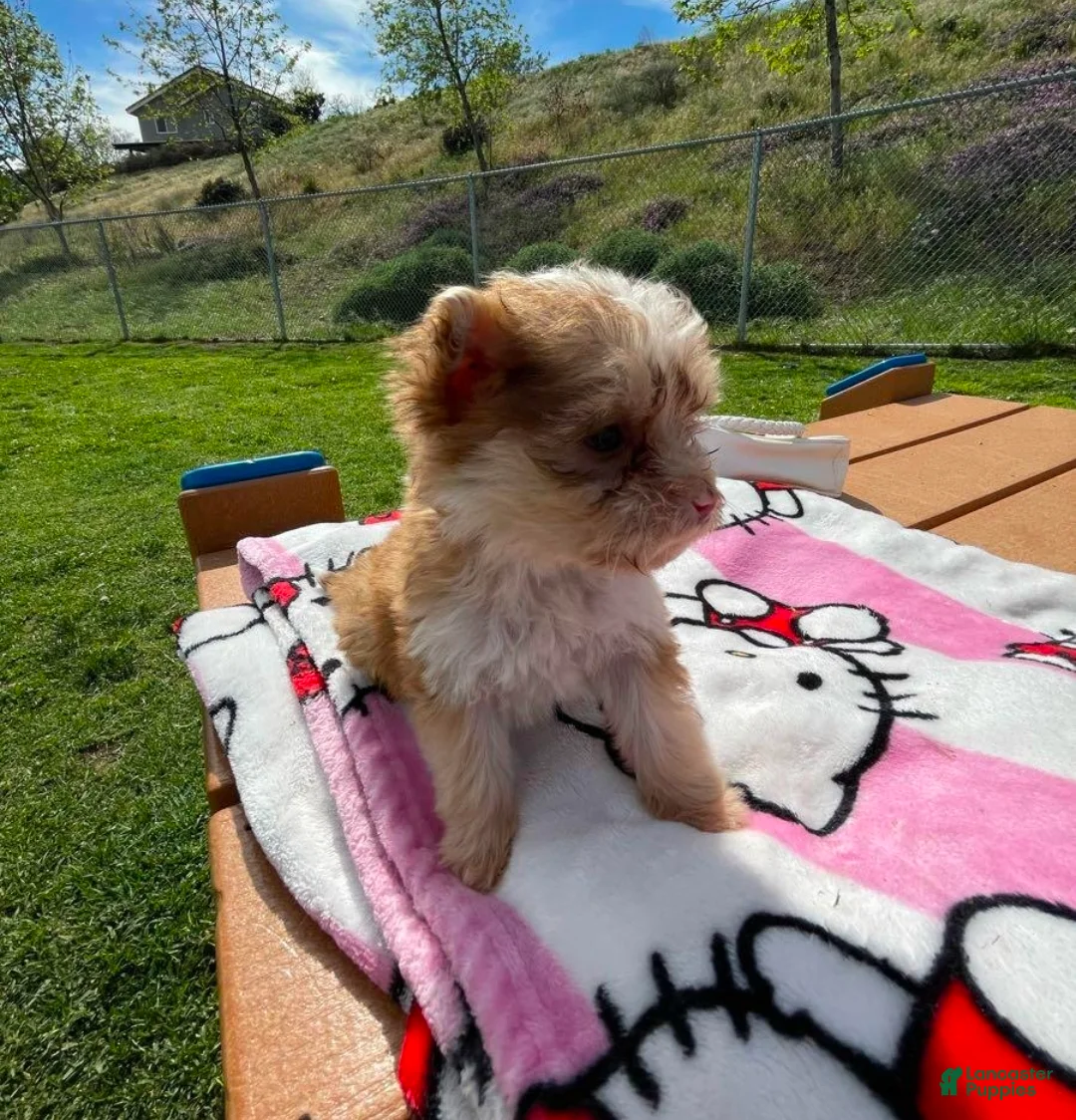 Yorkiepoo dogs for sale: Yorkiepoo tiny toy Puppy 1 female  - Ad 2