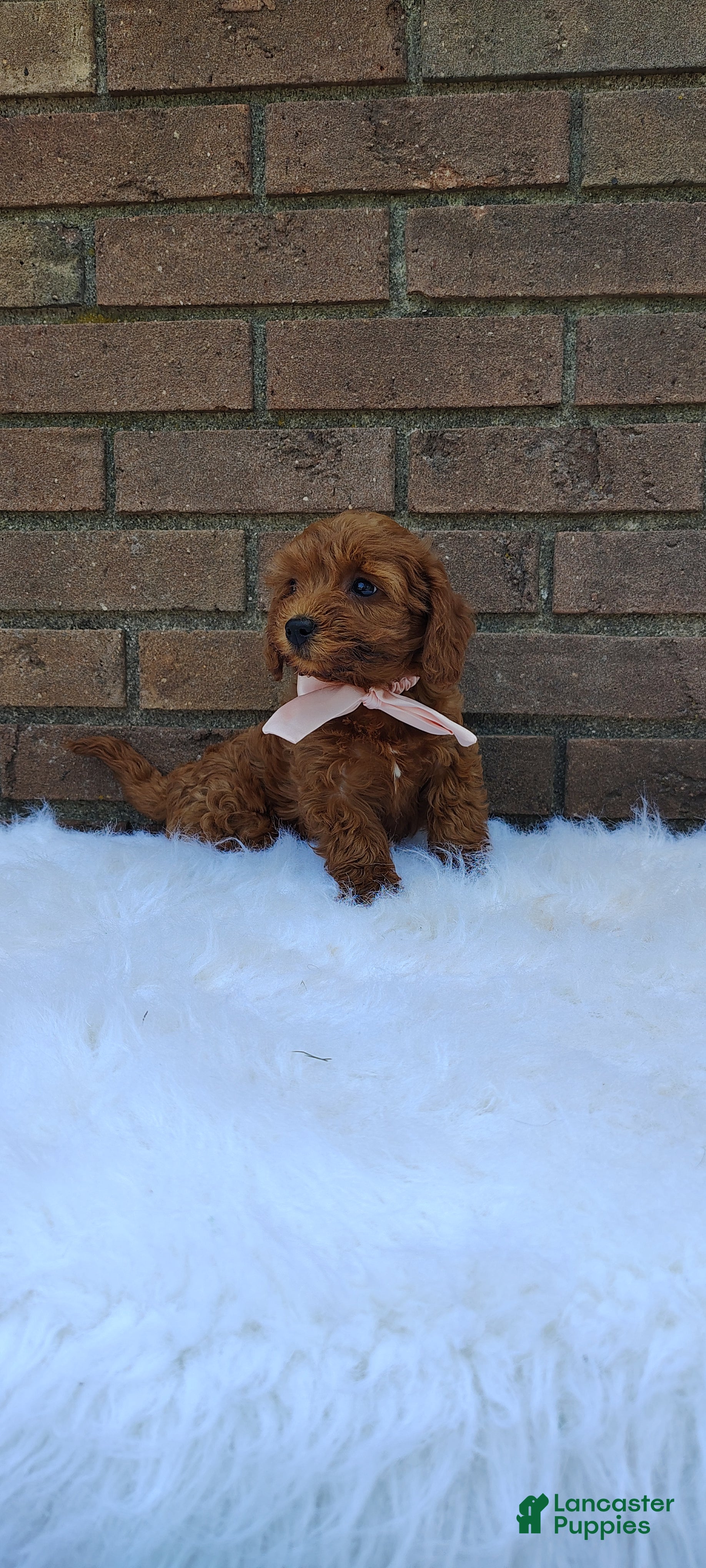 Mini Goldendoodle dogs Dixie - Ad 1