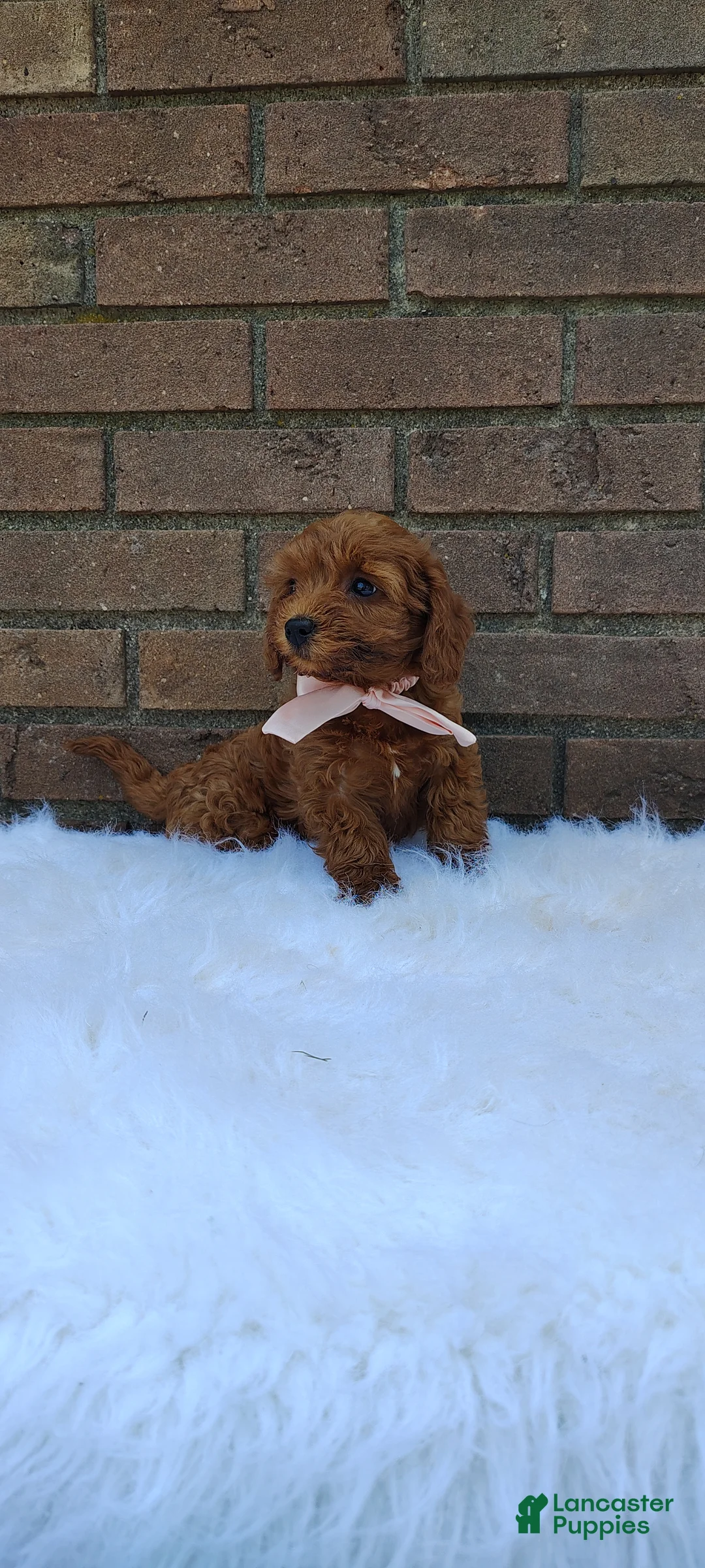 Mini Goldendoodle dogs for sale: Dixie - Ad 1