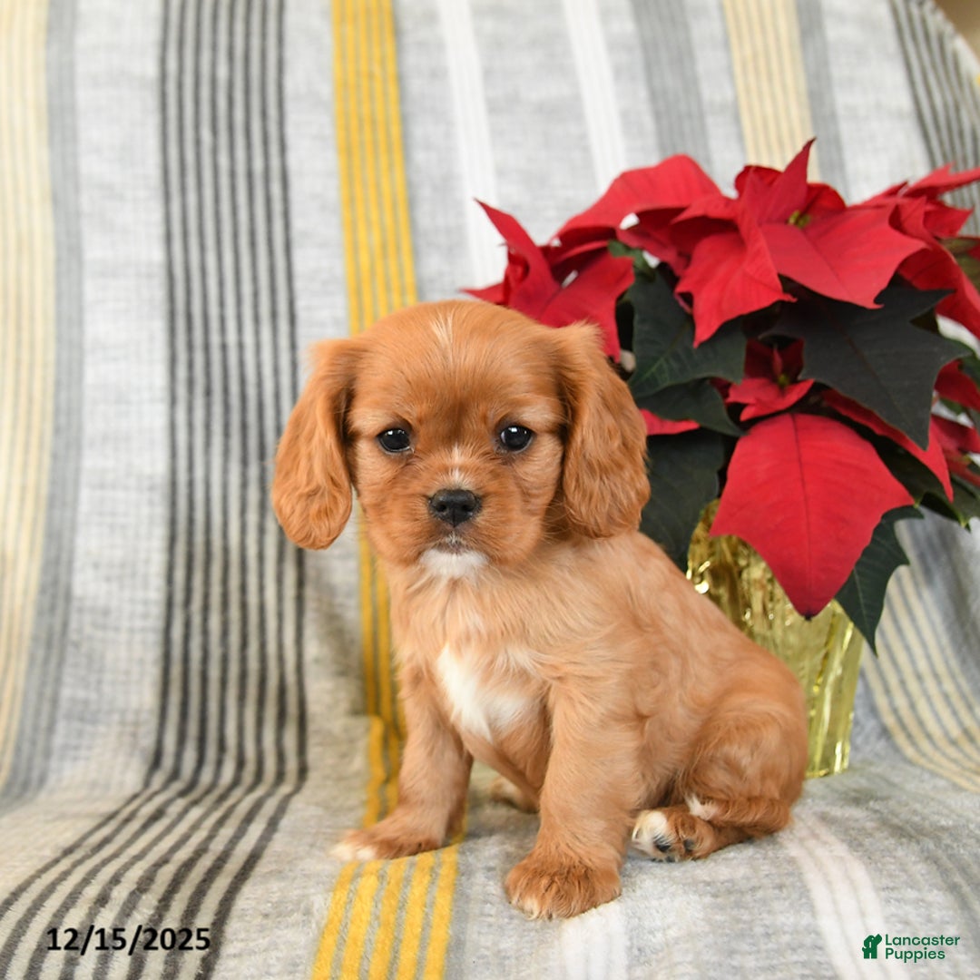 Cavalier King Charles Spaniel dogs for sale: Snuggles   - Ad 3