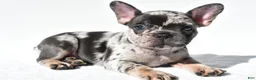 French Bulldog dogs for sale: Echo - Ad 4