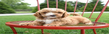 Asa