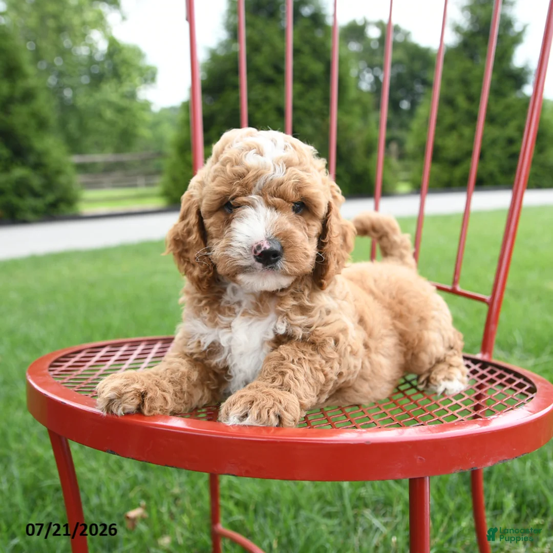 Cockapoo dogs for sale: Asa - Ad 1