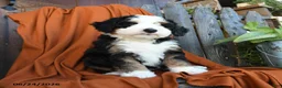 Bernedoodle dogs for sale: Quincy - Ad 3