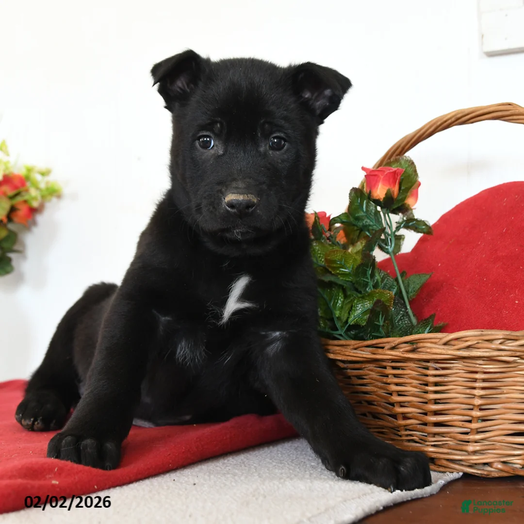 Belgian Malinois dogs for sale: Raze - Ad 1