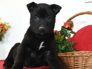 Belgian Malinois dogs Raze - Ad 24