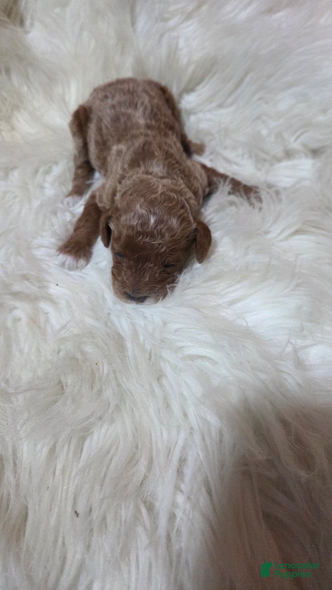 Cavapoo dogs for sale: Dutton  - Ad 4