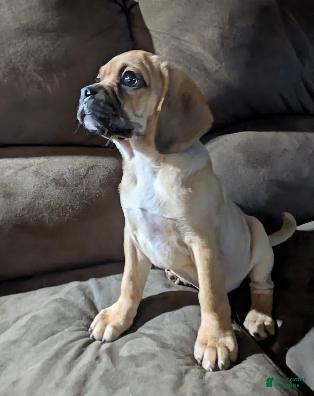 Puggle dogs for sale: Brent - Ad 6