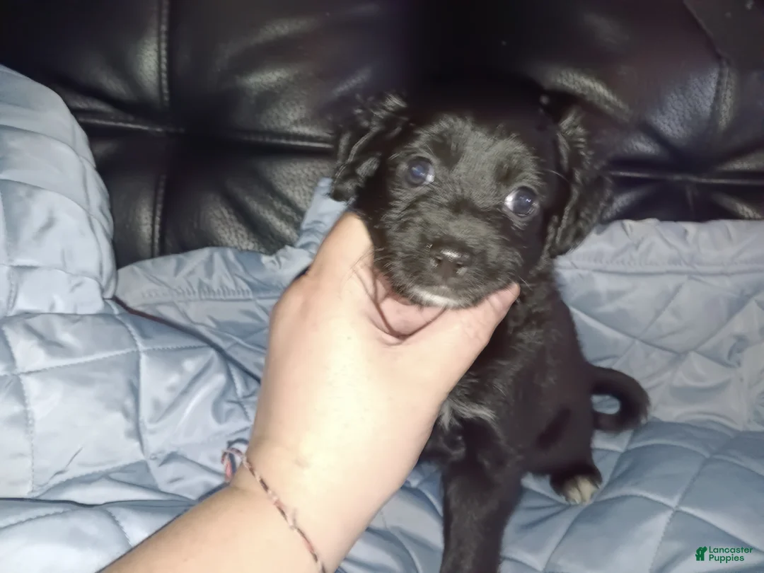 Soft Coated Wheaten Terrier dogs for sale: Soft Coated Wheaten Terrier 3 - Ad 1