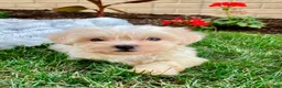 Teddy Bear dogs for sale: Cammi - Ad 8