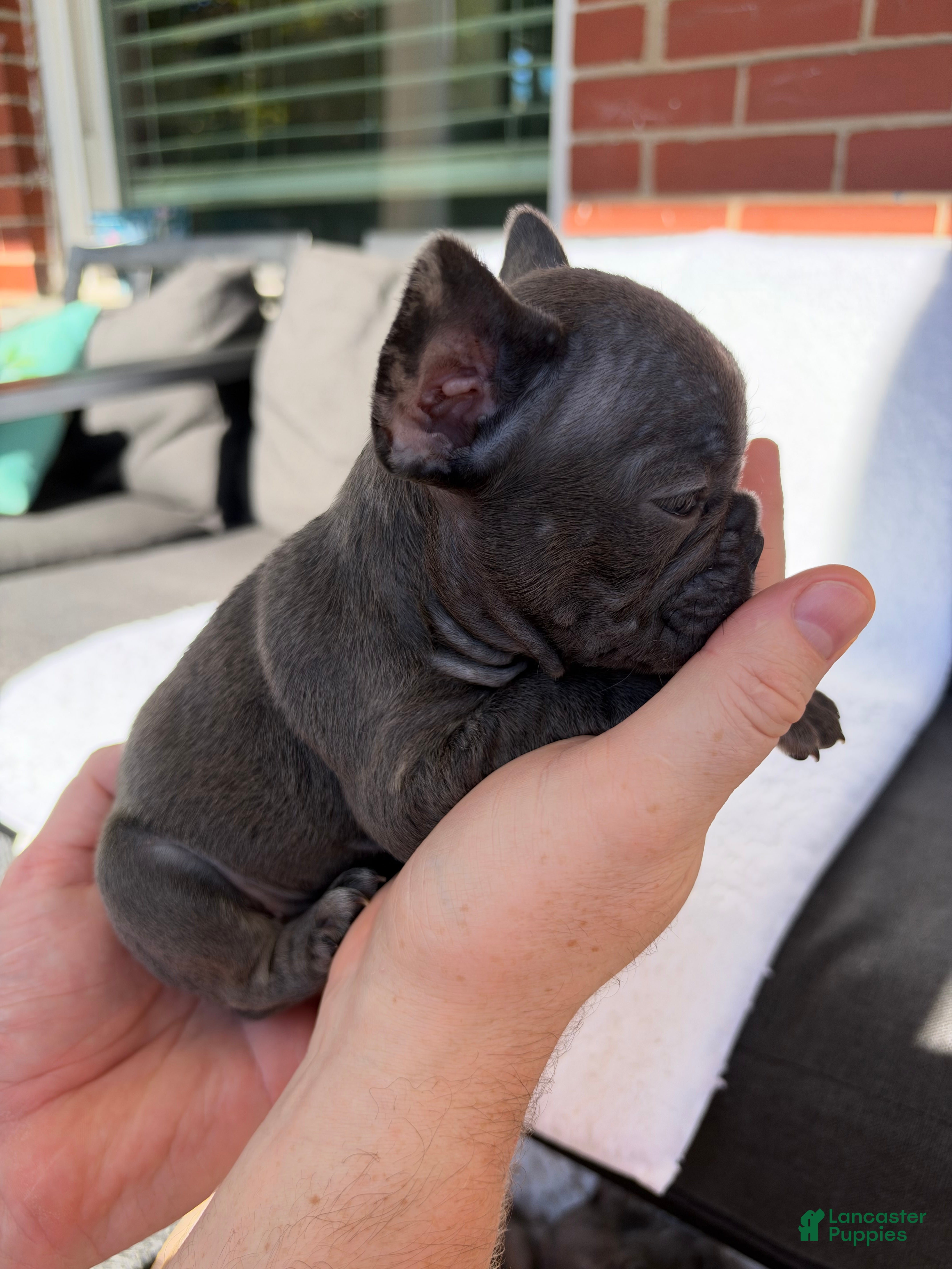 French Bulldog dogs French Bulldog 2 - Ad 2