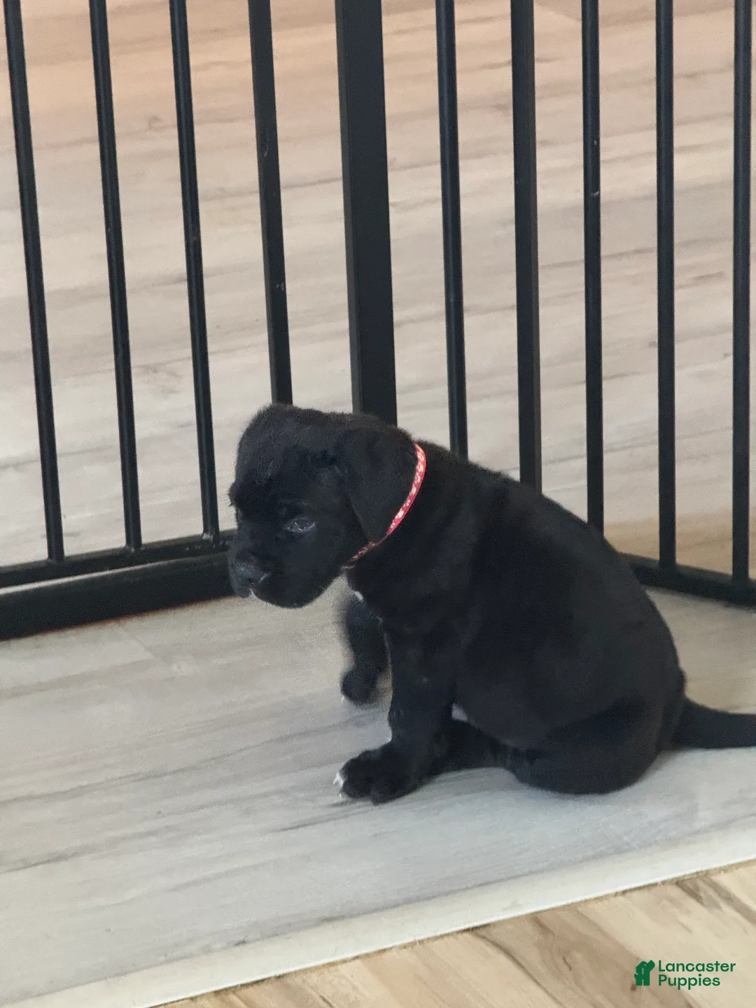 Cane Corso dogs for sale: Phoebe - Ad 2
