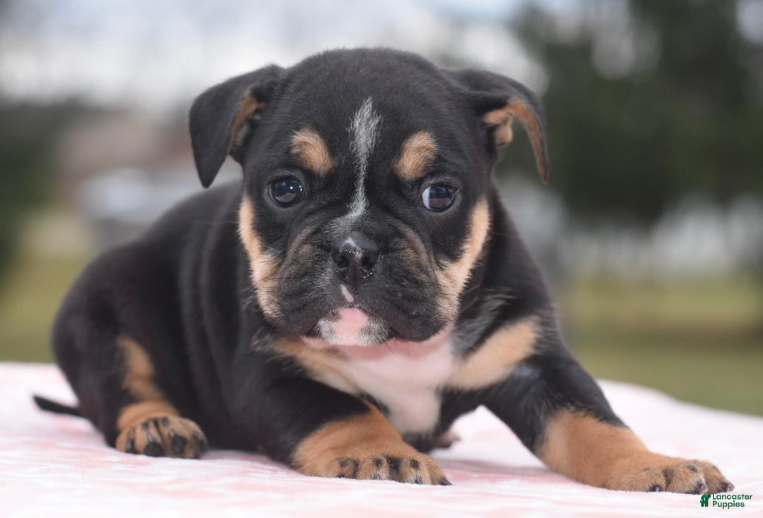 Mixed Breed dogs for sale: Savana tiny puppy - Ad 10