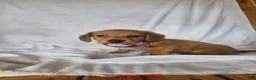Miniature Dachshund dogs for sale: Dot - Ad 2