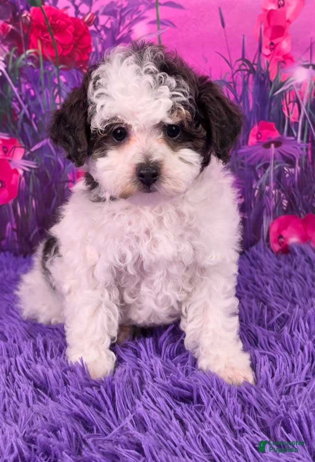 Miniature Poodle dogs Candy - Ad 1