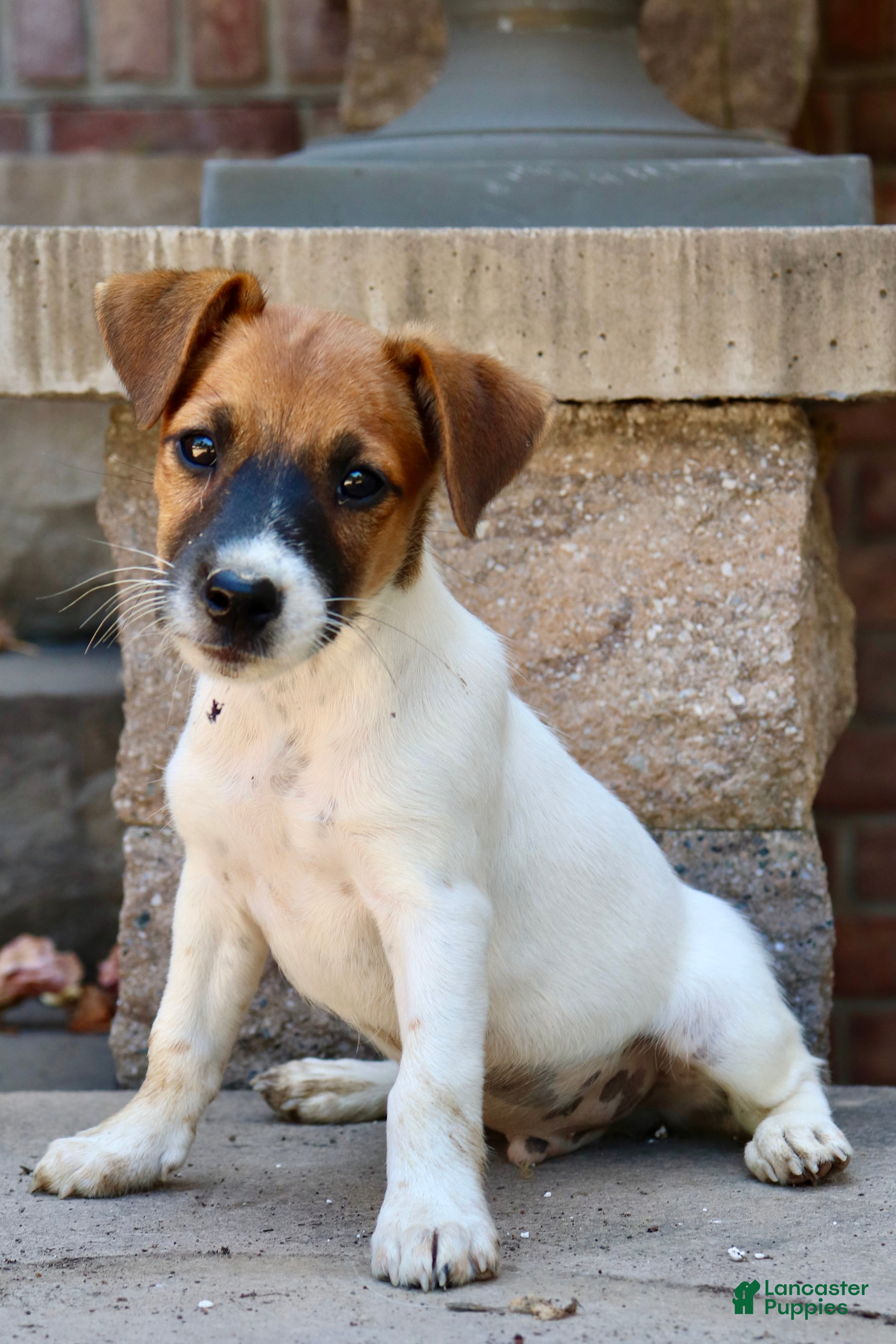 Jack Russell Terrier dogs UKC Zane - Ad 1