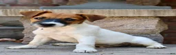 Jack Russell Terrier dogs for sale: UKC Zane - Ad 1