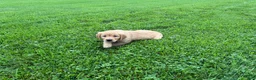 Golden Retriever dogs for sale: Meadow - Ad 4
