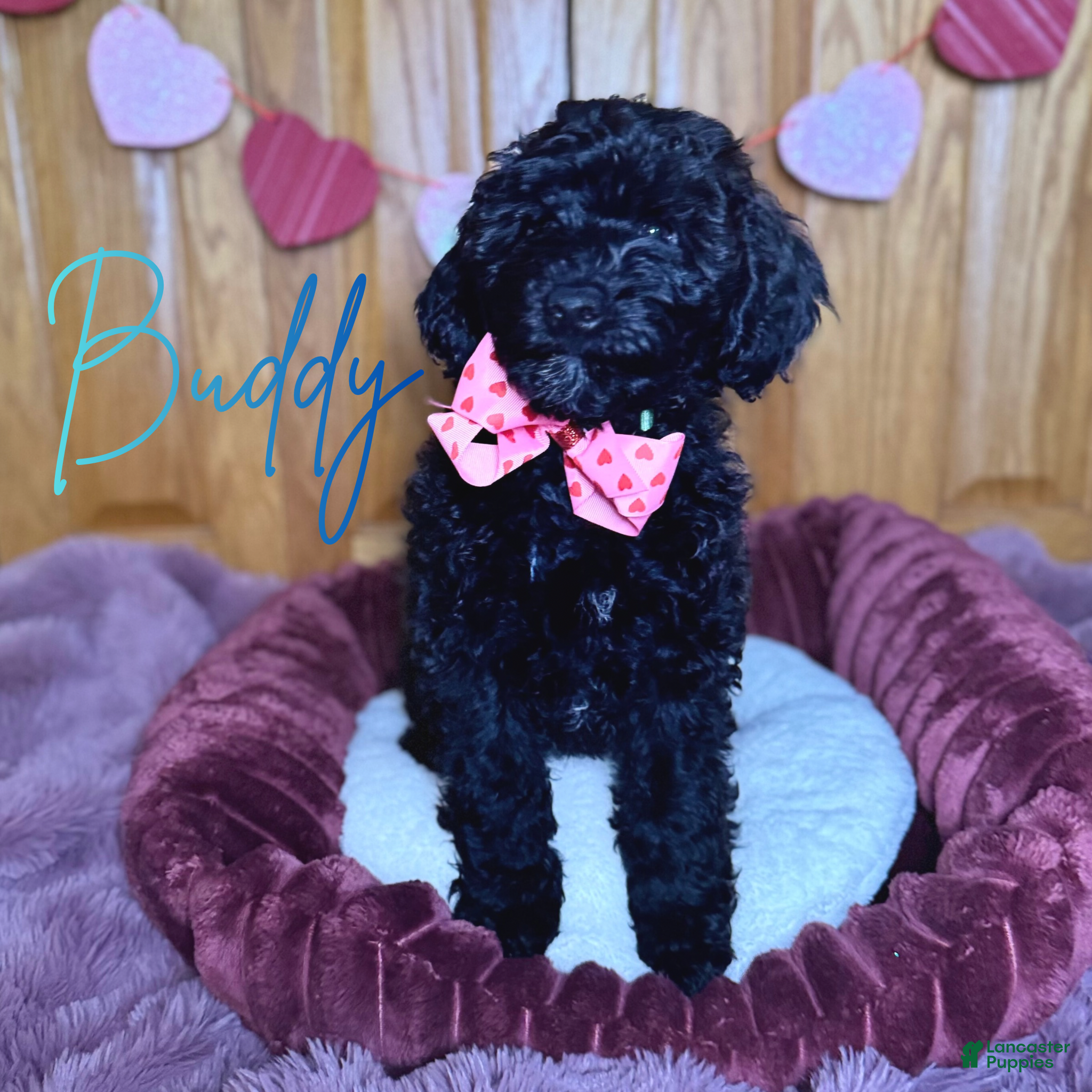 Mini Goldendoodle dogs Mini Goldendoodle Puppy 1 - Ad 12