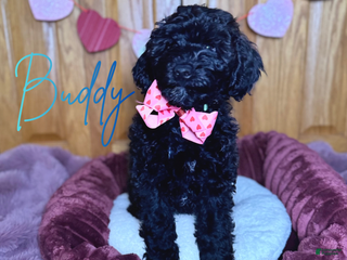 Mini Goldendoodle dogs Mini Goldendoodle Puppy 1 - Ad 12