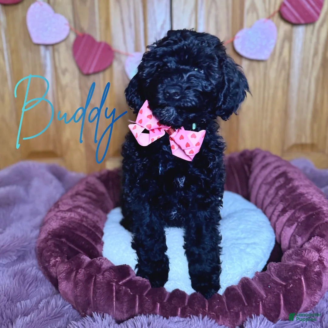 Mini Goldendoodle dogs for sale: Mini Goldendoodle Puppy 1 - Ad 1