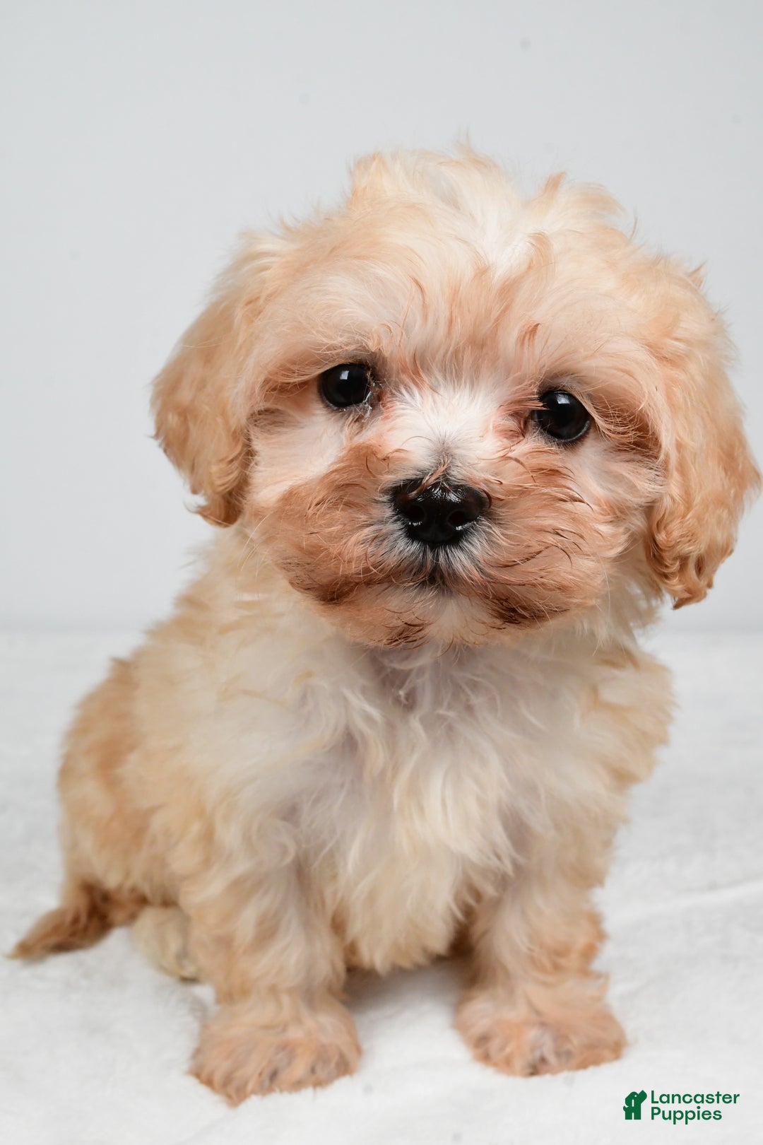 Maltipoo dogs for sale: Bella - Ad 9