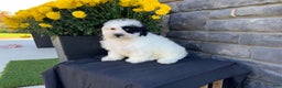 Mixed Breed dogs for sale: Cody - Ad 4