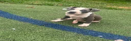American Pit Bull Terrier dogs for sale: Blue- Banks - Ad 12