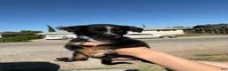 Mixed Breed dogs for sale: iris - Ad 2
