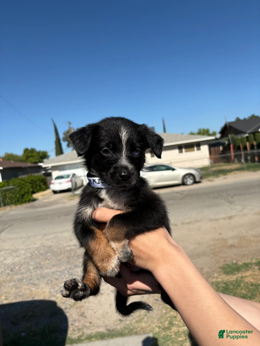 Mixed Breed dogs for sale: iris - Ad 2
