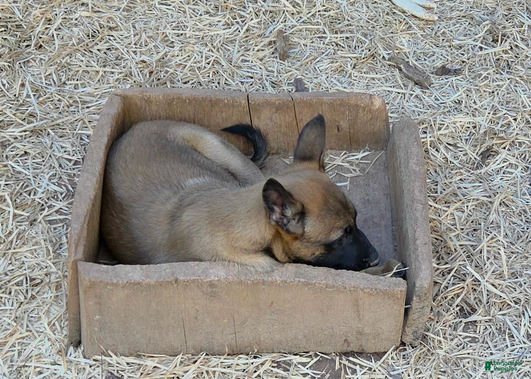 Belgian Malinois dogs for sale: Belgian Malinois 2 - Ad 1