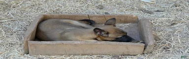 Belgian Malinois 2