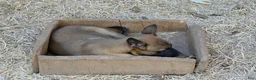 Belgian Malinois dogs for sale: Belgian Malinois 2 - Ad 1