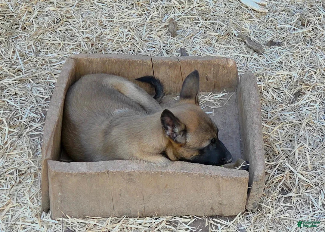 Belgian Malinois dogs for sale: Belgian Malinois 2 - Ad 1
