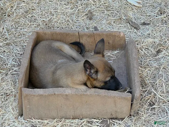 Belgian Malinois dogs for sale: Belgian Malinois 2 - Ad 1