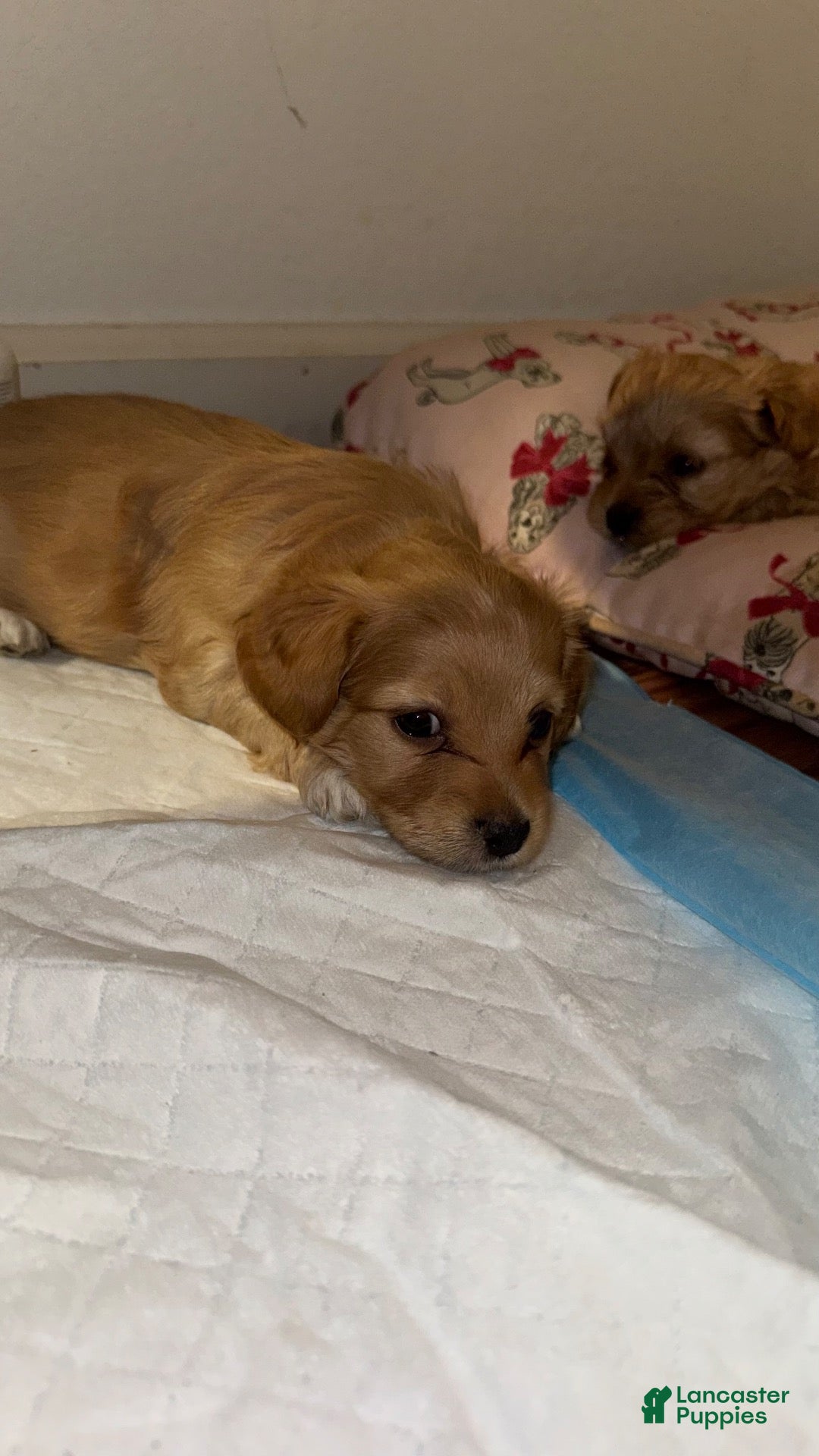 Yorkiepoo dogs for sale: Yorkiepoo 4 - Ad 3
