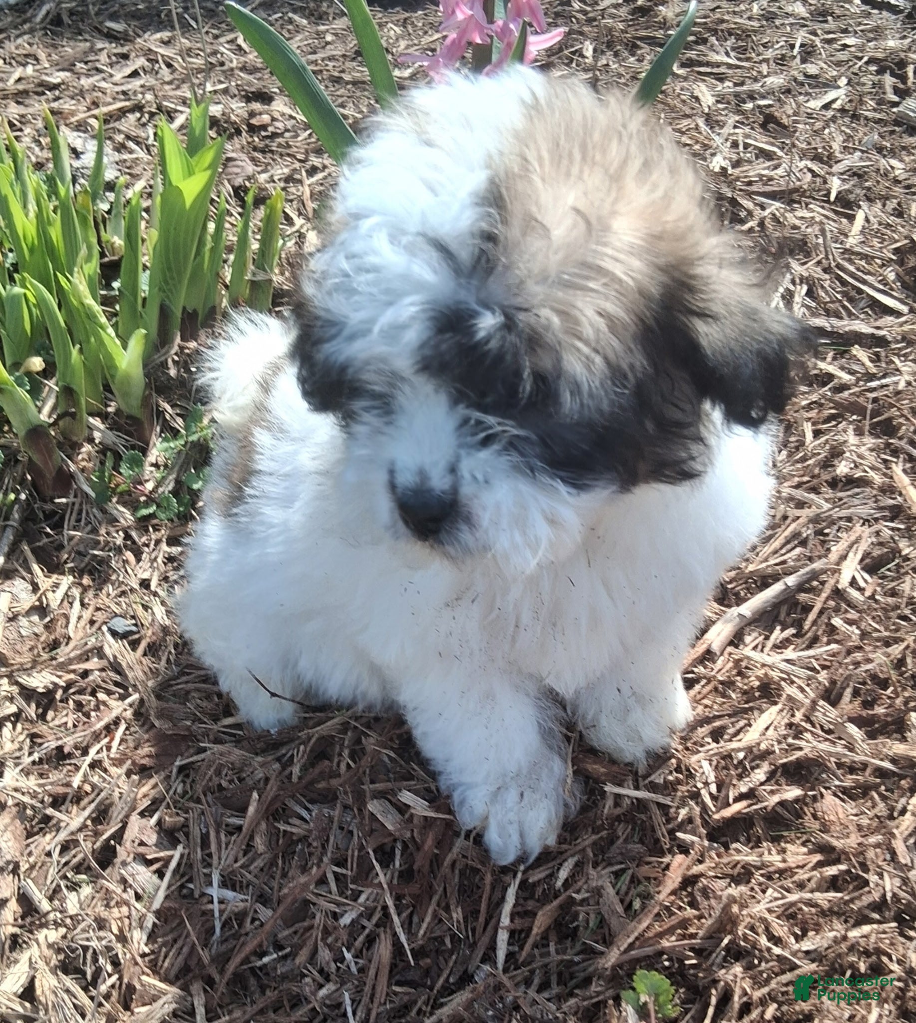 Lhasapoo dogs Daffodil - Ad 2
