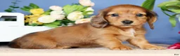 Miniature Dachshund dogs for sale: Judy - Ad 6