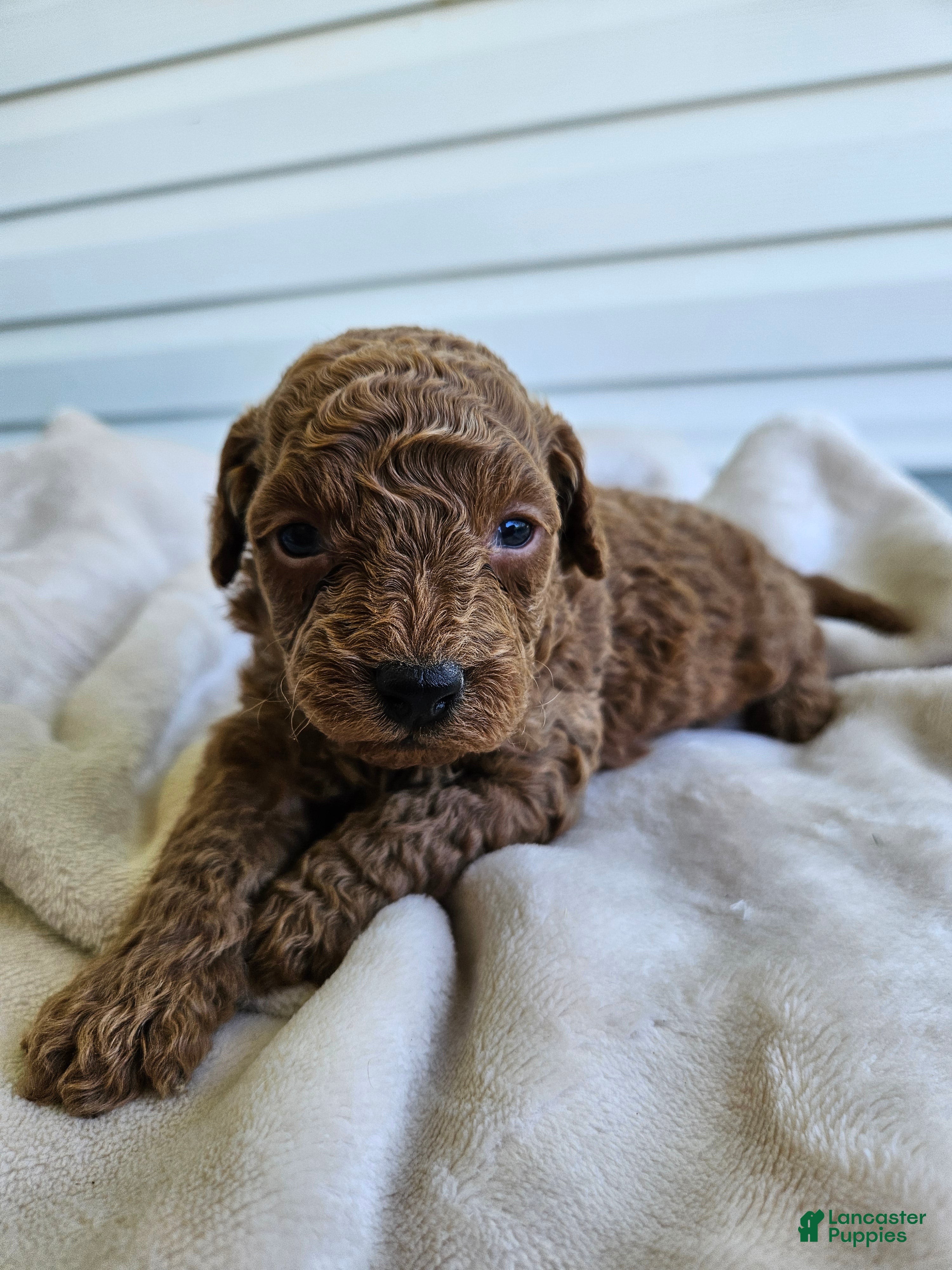 Cavapoo dogs Joker - Ad 37