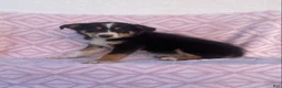 Australian Shepherd dogs for sale: Australian Shepherd 2 - Ad 3