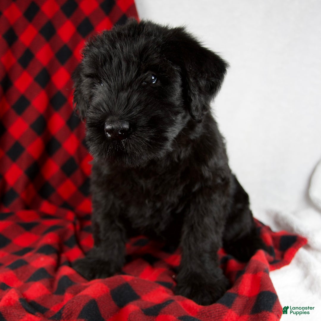 Giant Schnauzer dogs for sale: Alyssa - Ad 7