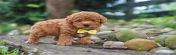 Miniature Poodle dogs for sale: Jax - Ad 7