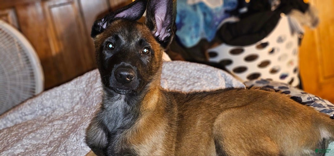 Belgian Malinois dogs for sale: "Min Ho" Belgian Malinois - Ad 1