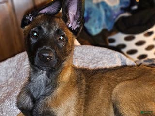 Belgian Malinois dogs "Min Ho" Belgian Malinois - Ad 13