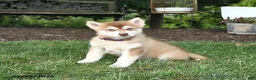 Alaskan Malamute dogs for sale: Satin - Ad 1